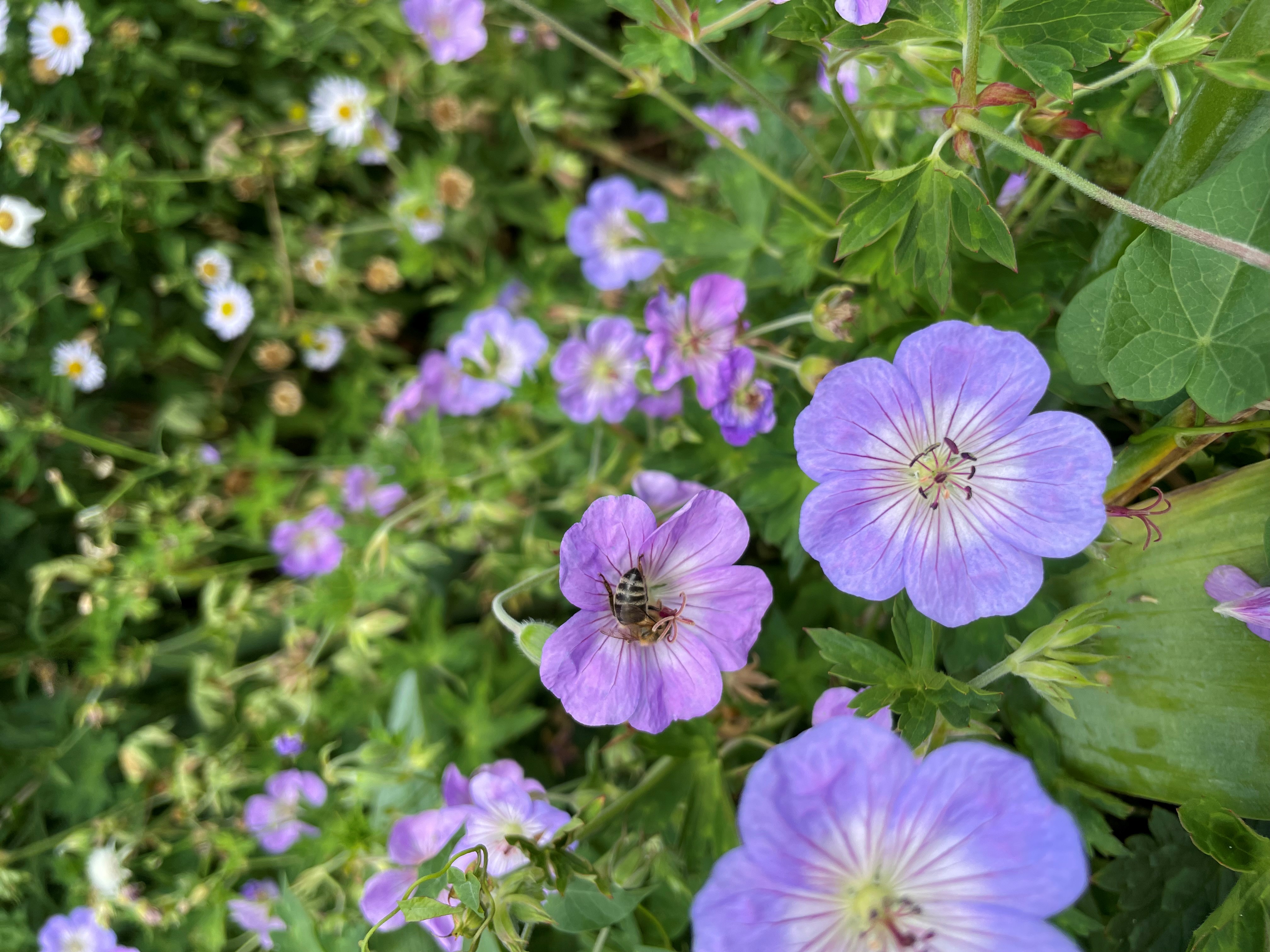 Geranium an der Stadtmauer