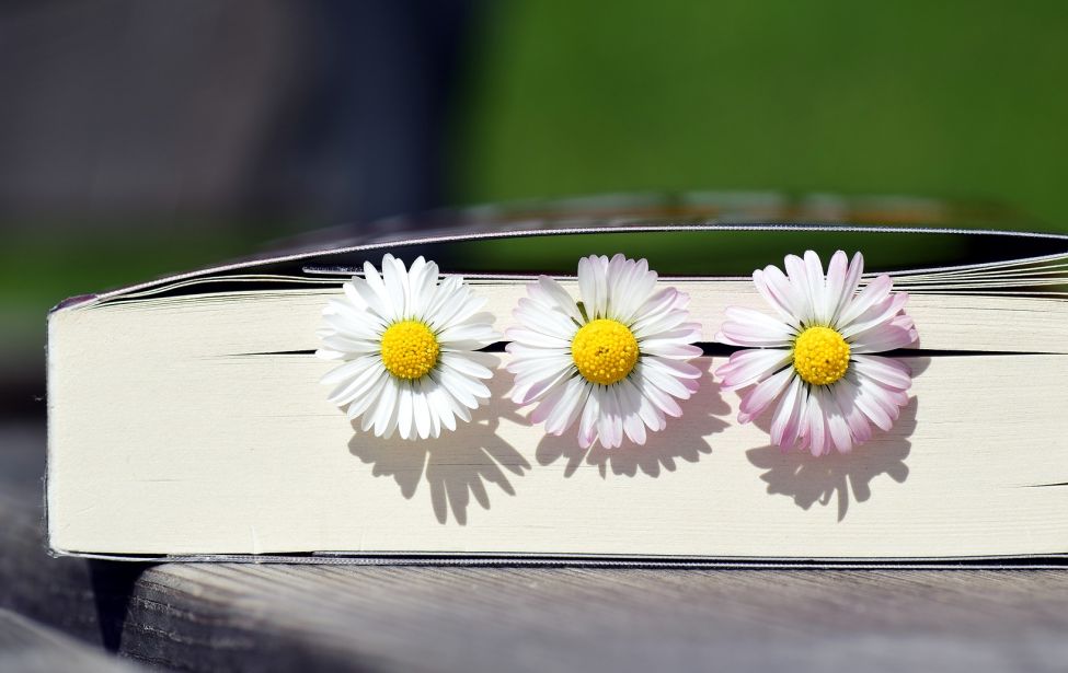 Gänseblumen in einem Buch eingerollt 