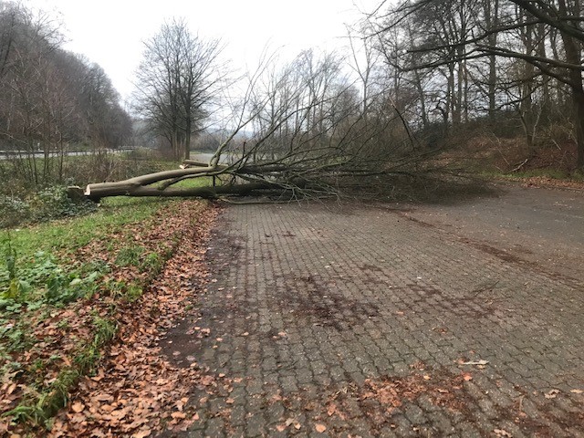 Baum wurde gefällt.