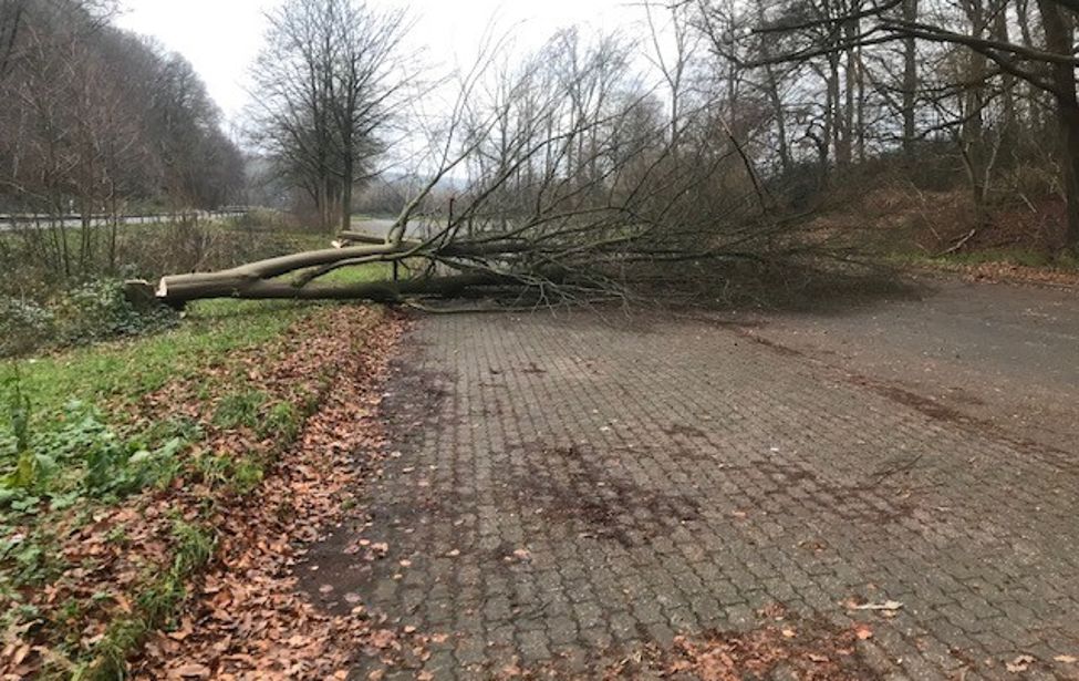 Baum wurde gefällt.