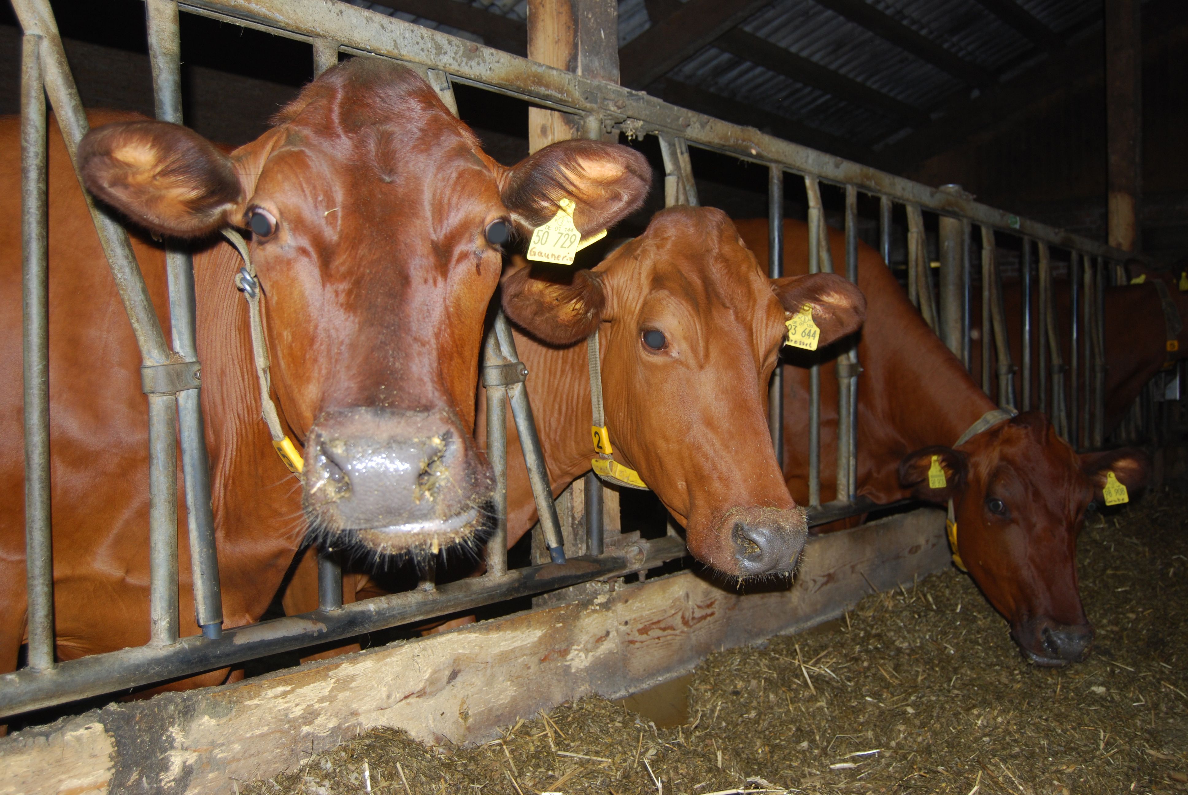 Fotografie von Kühen in einem Stall