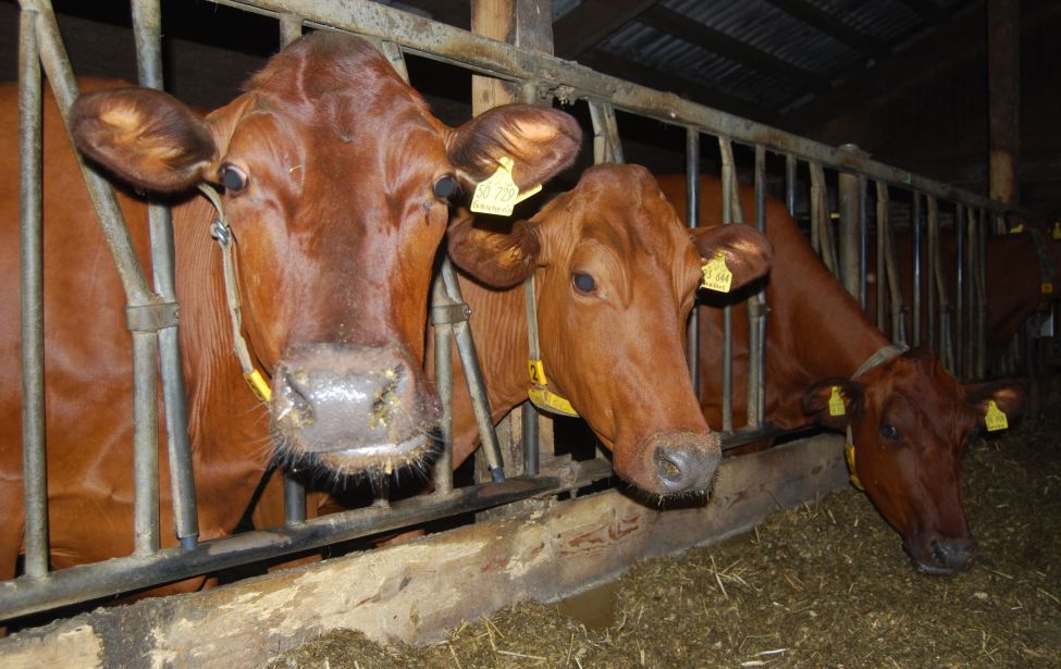 Fotografie von Kühen in einem Stall