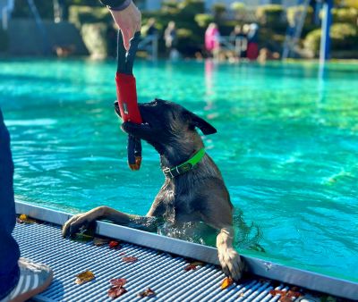 Fotografie eines Hundes am Beckenrand