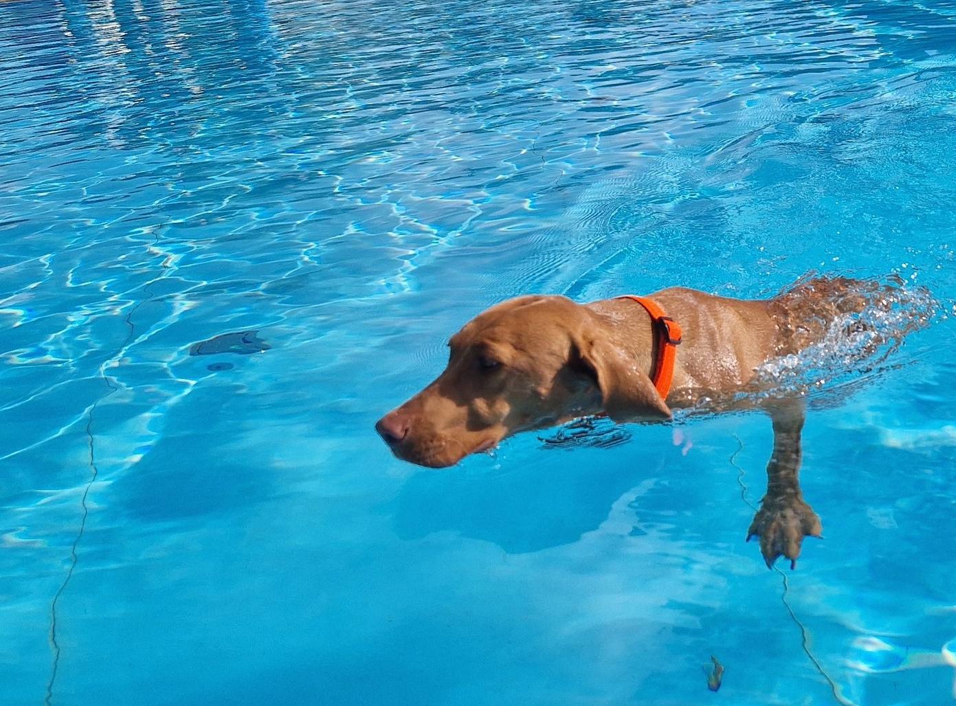 Hund im Freibad Welper