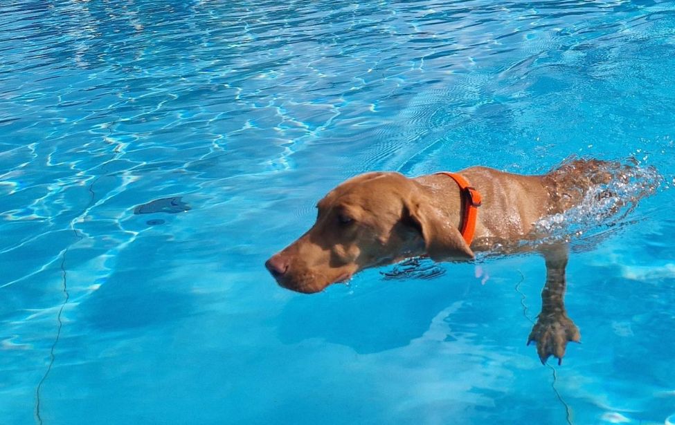 Hund im Freibad Welper