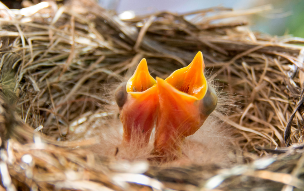 Zwei kleine Vogelbaby im Nest sperren ihre Schnäbel auf und warten auf Futter.