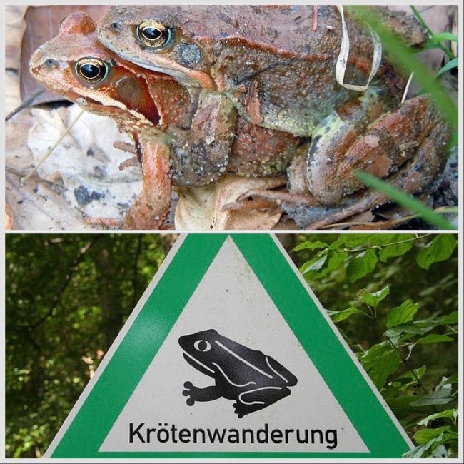 Kröten Huckepack und Warnschild mit Kröte