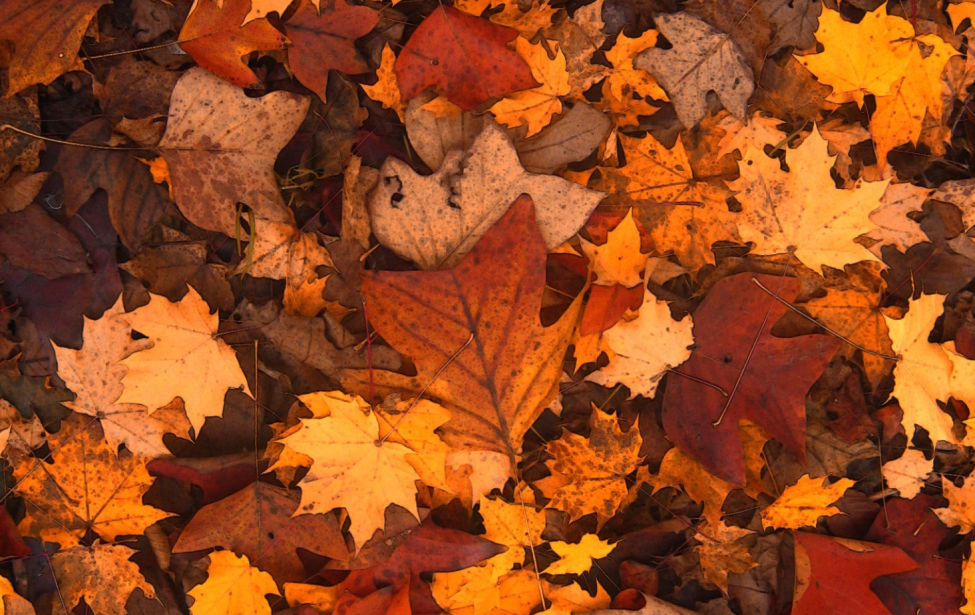 Fotografie von buntem Herbstlaub