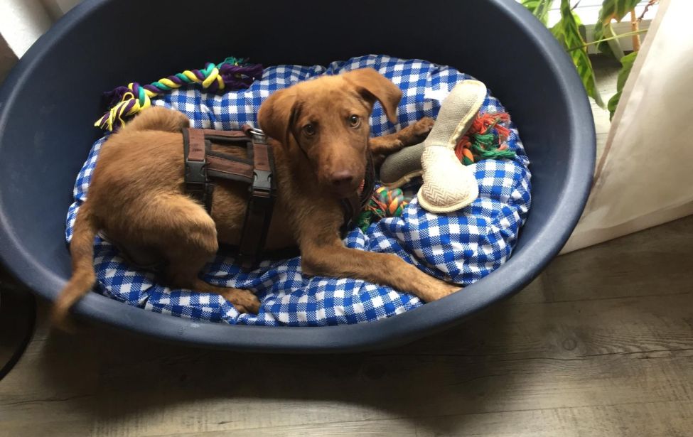 Hund in einem Korb